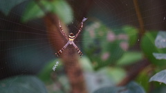 Argiope minuta