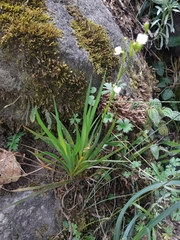 Libertia colombiana