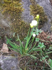Libertia colombiana