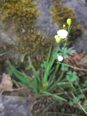 Libertia colombiana