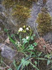 Libertia colombiana