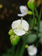 Libertia colombiana