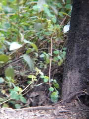 Libertia colombiana