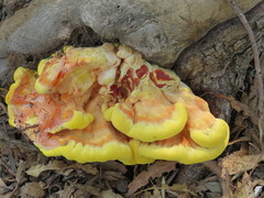 Laetiporus gilbertsonii