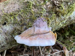Postia tephroleuca