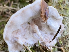Postia tephroleuca