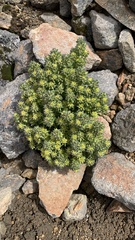 Draba nivicola