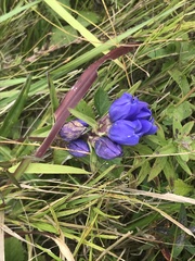Gentiana triflora