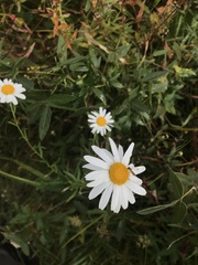 Leucanthemella linearis