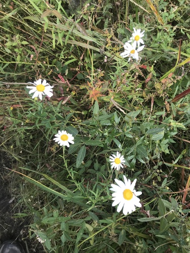 Leucanthemella linearis iNat (3)