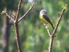 Tyrannus melancholicus