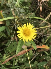 Inula japonica
