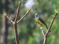 Tyrannus melancholicus