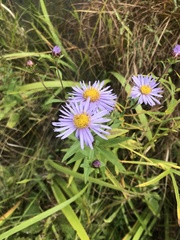 Aster maackii