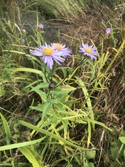 Aster maackii