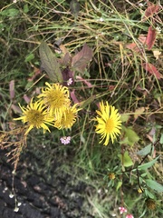 Inula japonica