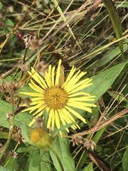 Inula japonica