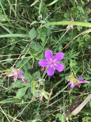 Geranium soboliferum
