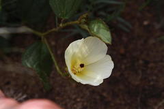 Hibiscus aethiopicus ovatus