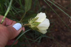 Hibiscus aethiopicus ovatus