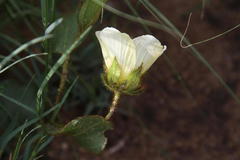 Hibiscus aethiopicus ovatus