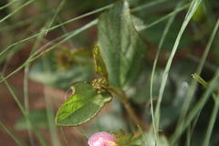 Hibiscus aethiopicus ovatus