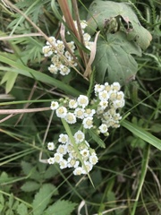 Achillea ptarmicoides