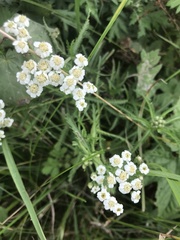 Achillea ptarmicoides