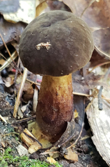 Boletellus chrysenteroides