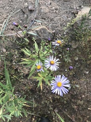 Aster maackii