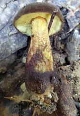 Boletellus chrysenteroides