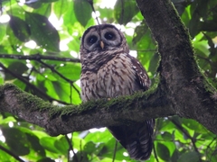 Strix fulvescens