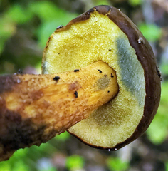 Boletellus chrysenteroides