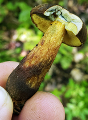 Boletellus chrysenteroides