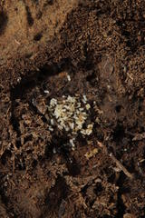 Monomorium junodi