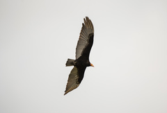 Cathartes burrovianus