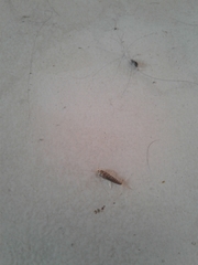 Lepisma