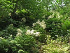 Aruncus sylvester sylvester