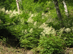 Aruncus sylvester sylvester