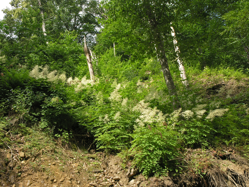 Aruncus sylvester, photograph 5