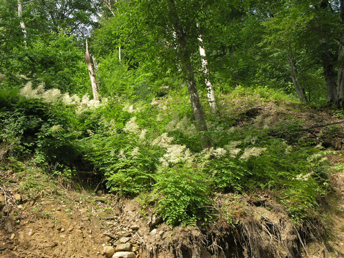 Aruncus sylvester, photograph 2