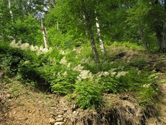 Aruncus sylvester sylvester