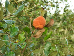 Disholcaspis spongiosa