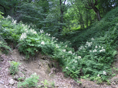 Aruncus sylvester sylvester