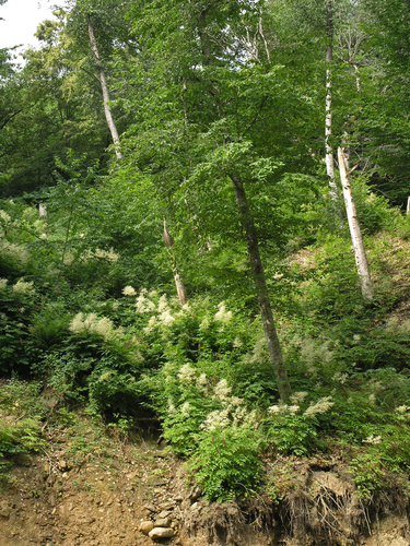 Aruncus sylvester, photograph 4