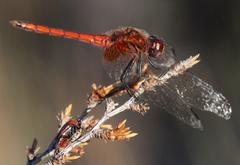Trithemis pluvialis
