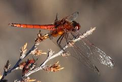 Trithemis pluvialis