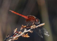 Trithemis pluvialis