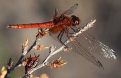 Trithemis pluvialis