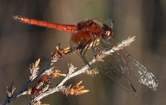 Trithemis pluvialis
